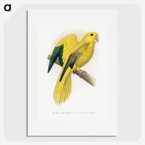1-52_Parrots-in-Captivity_picture