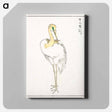 アートパネル-Eastern Great White Egret Illustration
 - 鳥類図鑑 Canvas.
