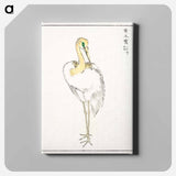 アートパネル-Eastern Great White Egret Illustration
 - 鳥類図鑑 Canvas.