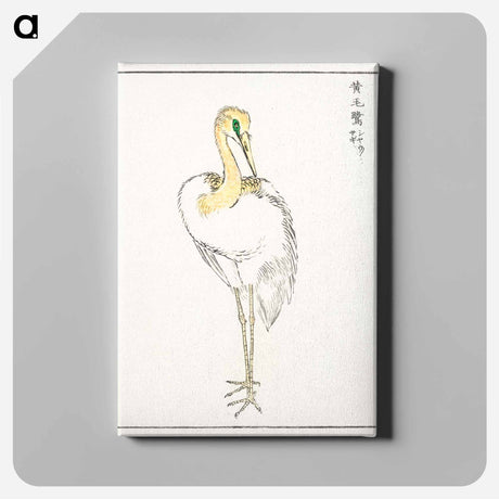 アートパネル-Eastern Great White Egret Illustration
 - 鳥類図鑑 Canvas.