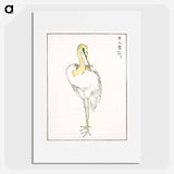 アートポスター-Eastern Great White Egret Illustration
 - 鳥類図鑑 Poster.