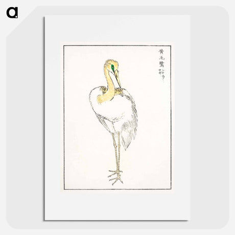 アートポスター-Eastern Great White Egret Illustration
 - 鳥類図鑑 Poster.