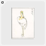 アートポストカード-Eastern Great White Egret Illustration
 - 鳥類図鑑 Postcard.