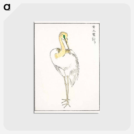アートポストカード-Eastern Great White Egret Illustration
 - 鳥類図鑑 Postcard.