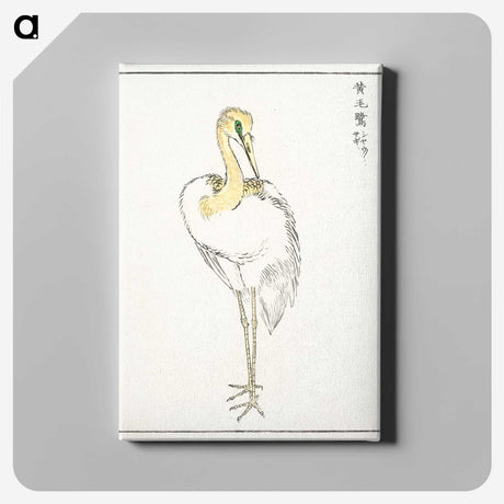 1-52_Pictorial-Monograph-of-Birds_canvas