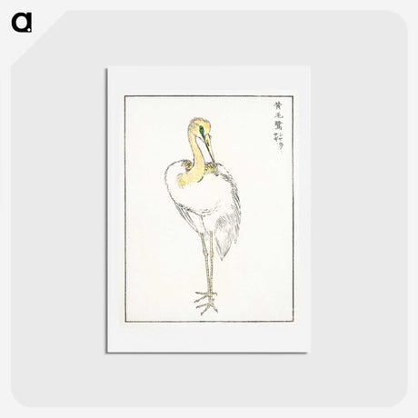 1-52_Pictorial-Monograph-of-Birds_hagaki