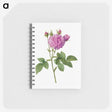 1-52_Pierre-Joseph-Redoute_memo