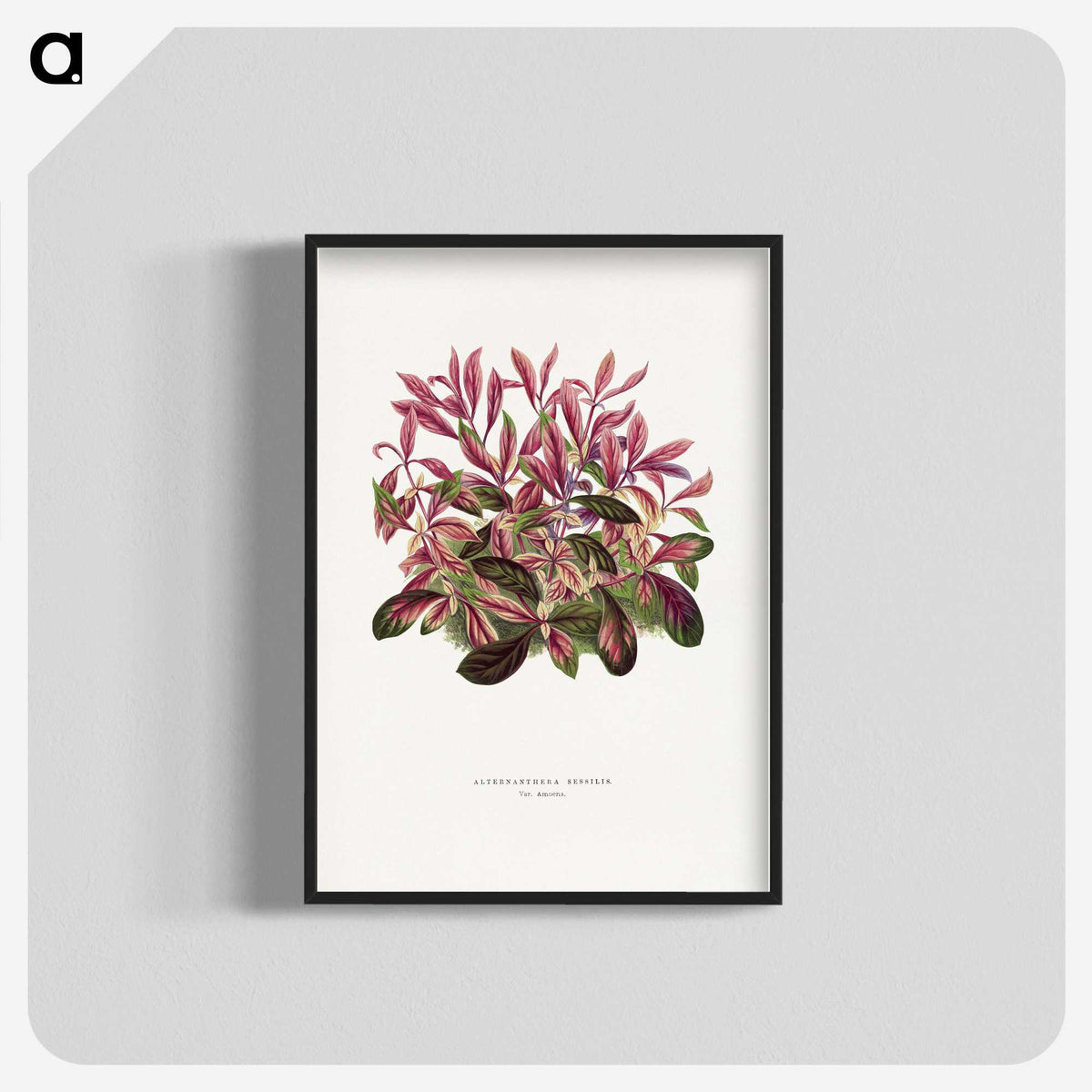 1-52_Plants-with-Colored-Foliage_blk-crop