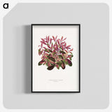 1-52_Plants-with-Colored-Foliage_blk-crop