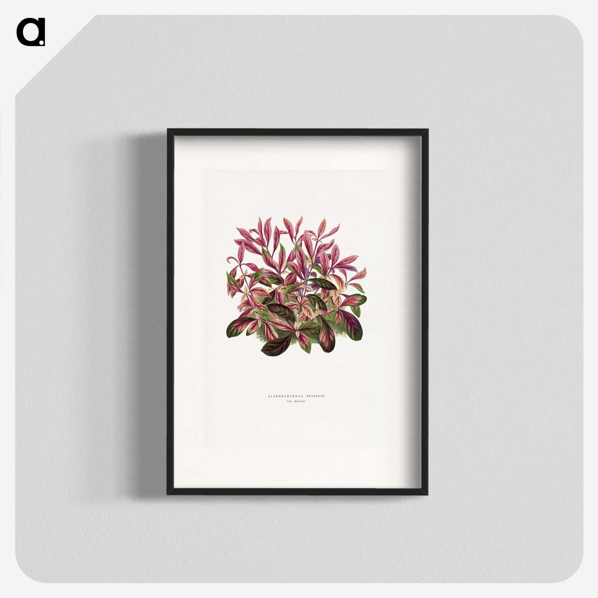 1-52_Plants-with-Colored-Foliage_blk
