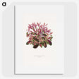 1-52_Plants-with-Colored-Foliage_picture
