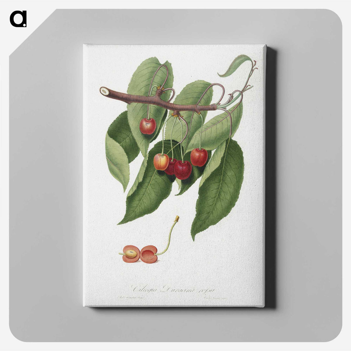 1-52_Pomona-Italiana_canvas
