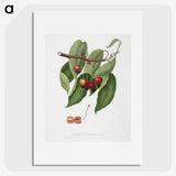 1-52_Pomona-Italiana_picture
