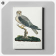 1-52_Robert-Jacob-Gordon_canvas