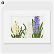 1-52_Seiyo-Soka-Zufu_picture