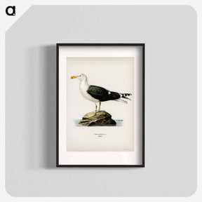 アートポスター-Great Black-Backed Gull
 - スヴェンスカ フォグラル Poster.