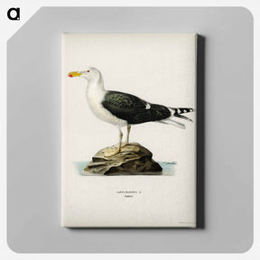 アートパネル-Great Black-Backed Gull
 - スヴェンスカ フォグラル Canvas.