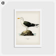 アートポストカード-Great Black-Backed Gull
 - スヴェンスカ フォグラル Postcard.