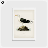 アートポストカード-Great Black-Backed Gull
 - スヴェンスカ フォグラル Postcard.