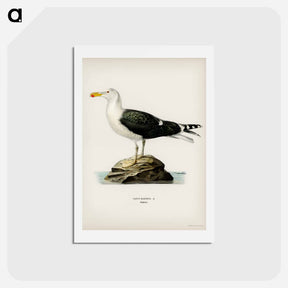 アートポストカード-Great Black-Backed Gull
 - スヴェンスカ フォグラル Postcard.