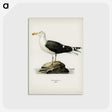 1-52_Svenska-Faglar_postcard