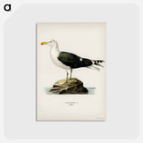 アートポストカード-Great Black-Backed Gull
 - スヴェンスカ フォグラル Postcard.