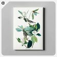 アートパネル-Warbling Flycatcher from Birds of America
 - アメリカの鳥たち Canvas.