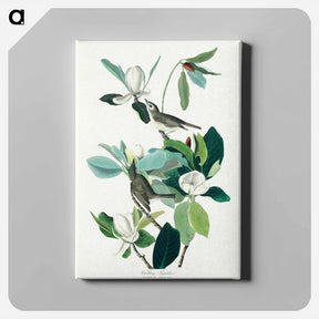 アートパネル-Warbling Flycatcher from Birds of America
 - アメリカの鳥たち Canvas.