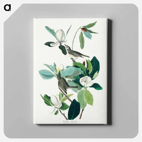 アートパネル-Warbling Flycatcher from Birds of America
 - アメリカの鳥たち Canvas.