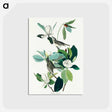 アートポストカード-Warbling Flycatcher from Birds of America
 - アメリカの鳥たち Postcard.