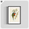 アートポスター-Swainson's Lorikeet
 - オーストラリアの鳥 Poster.