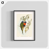 アートポスター-Swainson's Lorikeet
 - オーストラリアの鳥 Poster.