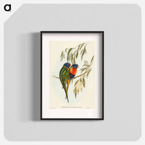 アートポスター-Swainson's Lorikeet
 - オーストラリアの鳥 Poster.