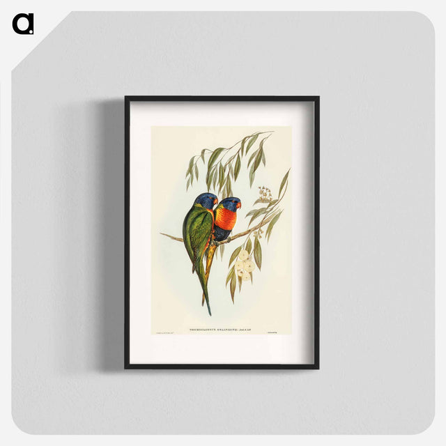 アートポスター-Swainson's Lorikeet
 - オーストラリアの鳥 Poster.