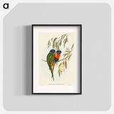 Swainson's Lorikeet
 - オーストラリアの鳥 Poster.