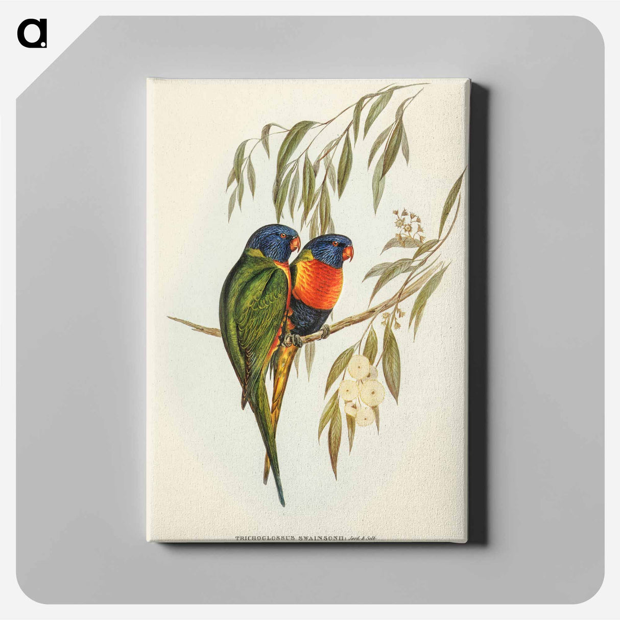 Swainson's Lorikeet
 - オーストラリアの鳥 Canvas.