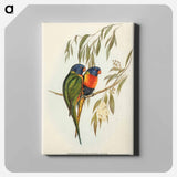 Swainson's Lorikeet
 - オーストラリアの鳥 Canvas.