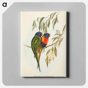 アートパネル-Swainson's Lorikeet
 - オーストラリアの鳥 Canvas.