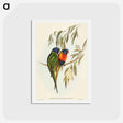 アートポストカード-Swainson's Lorikeet
 - オーストラリアの鳥 Postcard.