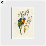 アートポストカード-Swainson's Lorikeet
 - オーストラリアの鳥 Postcard.