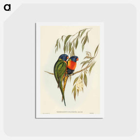 アートポストカード-Swainson's Lorikeet
 - オーストラリアの鳥 Postcard.