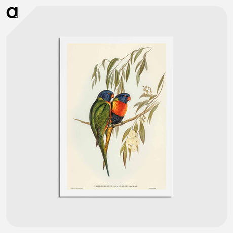 アートポストカード-Swainson's Lorikeet
 - オーストラリアの鳥 Postcard.