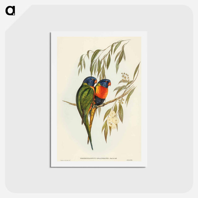 アートポストカード-Swainson's Lorikeet
 - オーストラリアの鳥 Postcard.