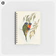 アートメモ帳-Swainson's Lorikeet
 - オーストラリアの鳥 Memo.