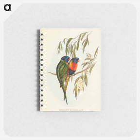 アートメモ帳-Swainson's Lorikeet
 - オーストラリアの鳥 Memo.