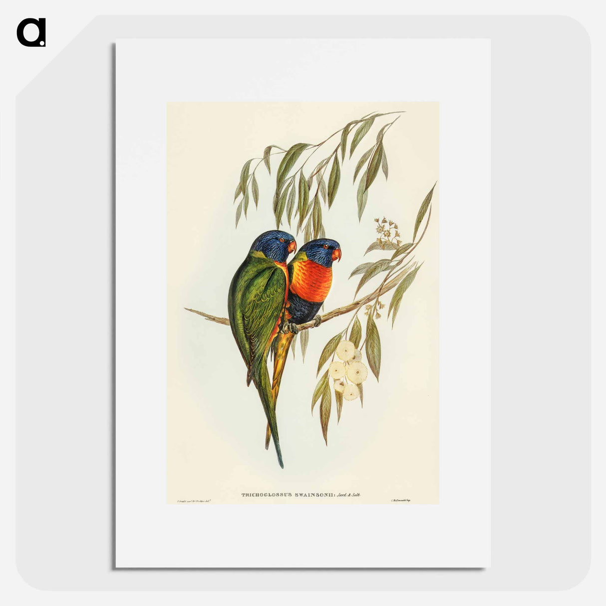 アートポスター-Swainson's Lorikeet
 - オーストラリアの鳥 Poster.