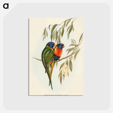 アートポストカード-Swainson's Lorikeet
 - オーストラリアの鳥 Postcard.