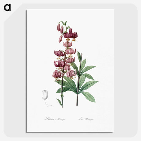 1-52_The-Lilies_picture-crop