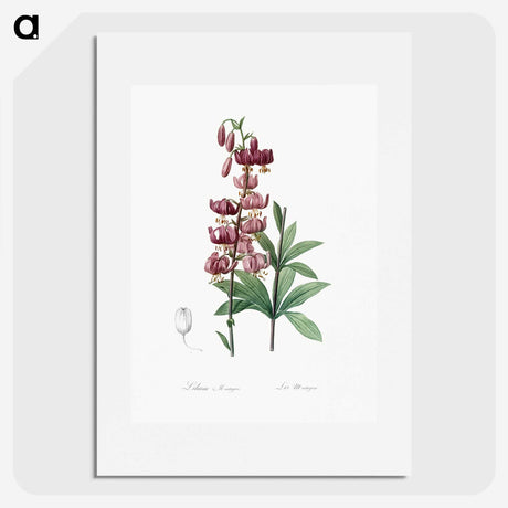 1-52_The-Lilies_picture
