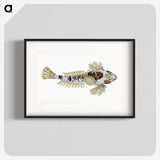 1-52_The-Natural-History-of-British-Fishes_blk